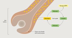 Phytoglycogen: A new energy booster for hair